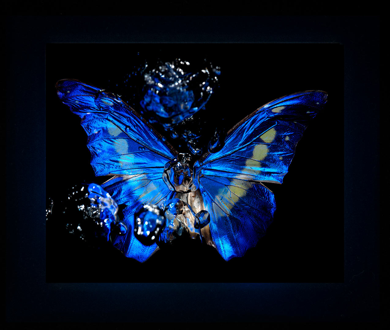 Transparency of a dream illuminated a collection of blue Morpho butterfly artist proof artworks released