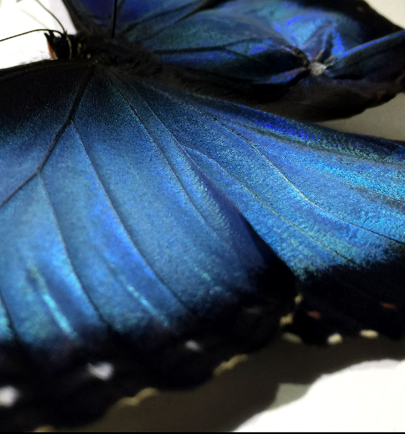 entomologist artist breeding in the studio environment hatching Morpho Peleides & Amathonto butterflies