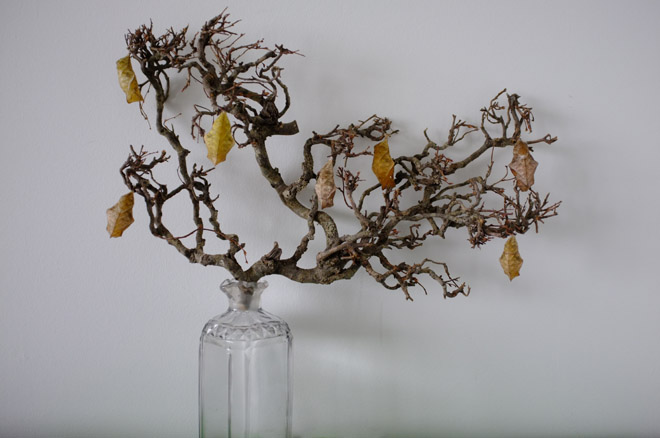 scene production in the studio continues with a Petrified bonsai tree & Caligo Eurilochus butterfly pupae