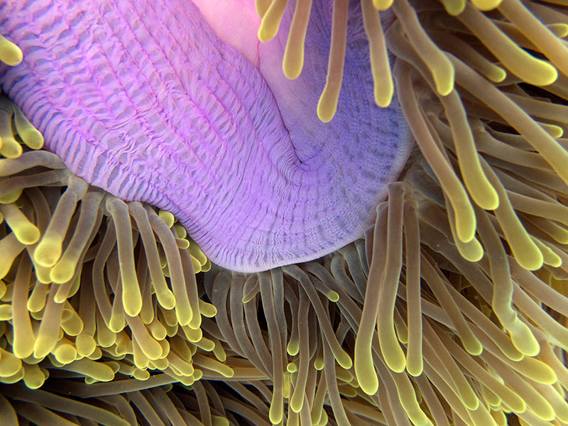 freediving with just a basic camera to capture the inhabitants of the coral reef
