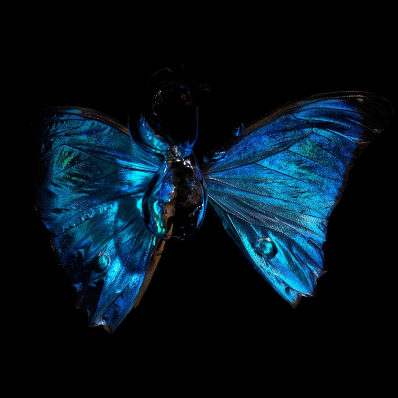morpho adonis underwater butterfly in a museum frame