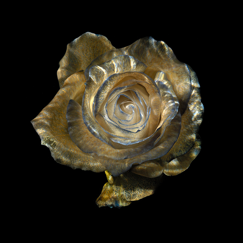 A glass rose submerged in water demonstrating the use of light caustic patterns in water