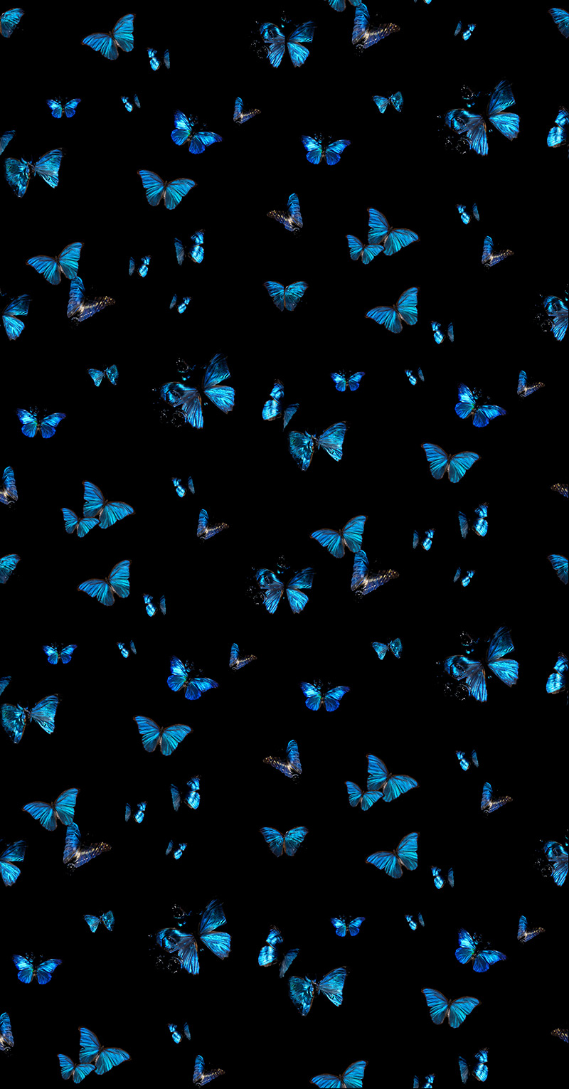 from the archives a studio design from 2015 Morpho Butterfly Wallpaper