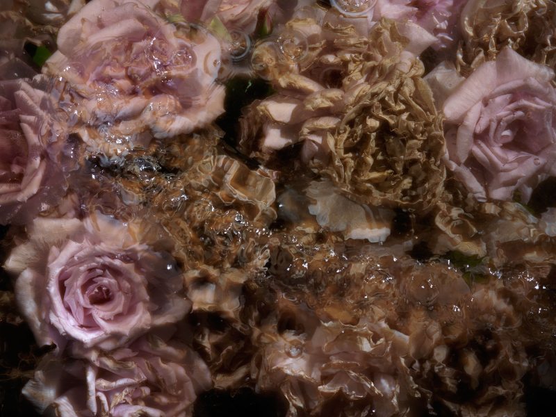 floral vanitas print drop - artworks created underwater