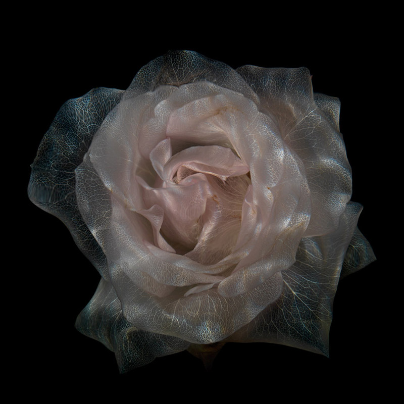 By keeping cut roses in a state of suspended animation, their colours drained but their life preserved, Alexander James has created images of surreal beauty.