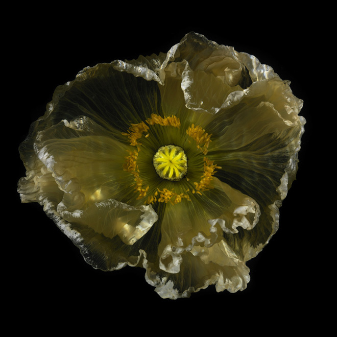 underwater glass flower unique photographic series chlorophyl 