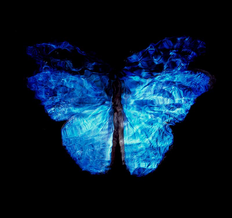 large photographic unique print underwater butterfly by artist alexander james hamilton
