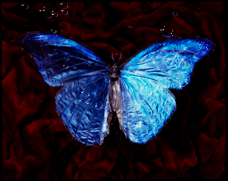 transparency of a dream underwater butterfly series