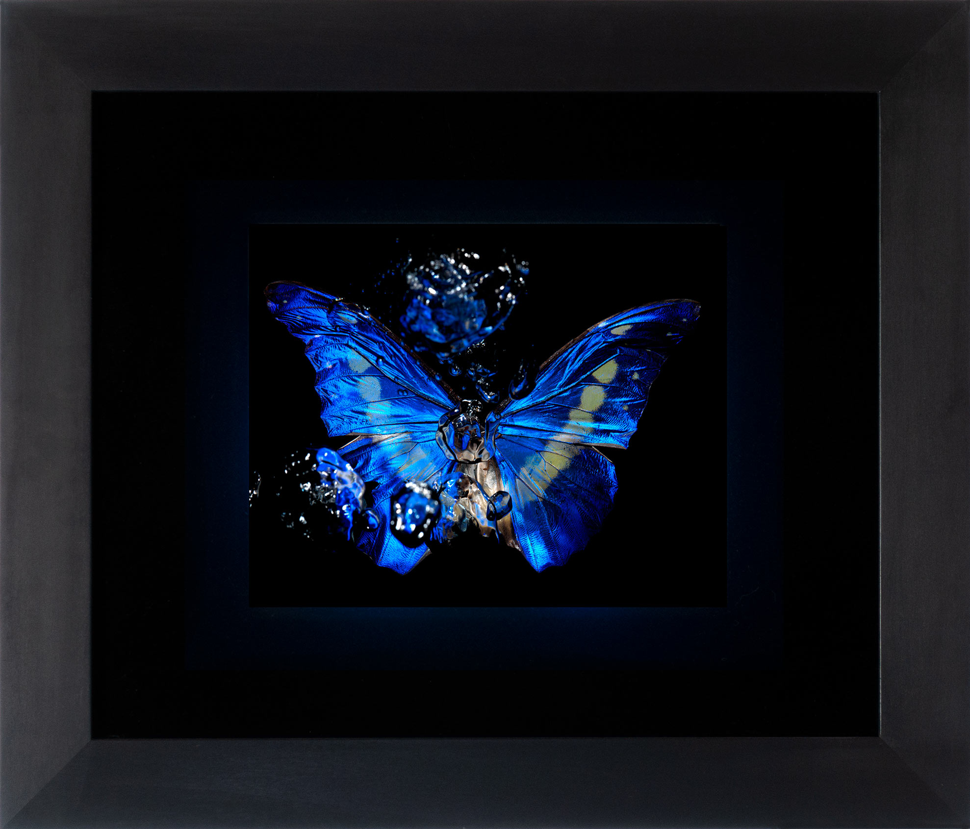 blue morpho butterfly backlit in the frame