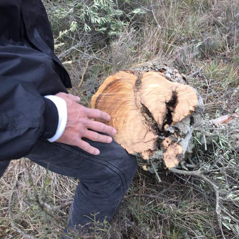 artist hand fells wodd for exhibition standard framing process - here you can see me hand felling an old olive tree, but cedar & red pine have also been harvested