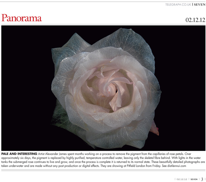 Sunday Telegraph feature surreal underwater glass like flower photography series that look like paintings