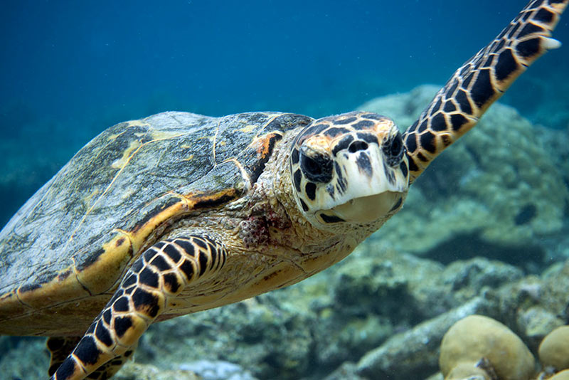 hawksbill turtle portrait underwater face head on